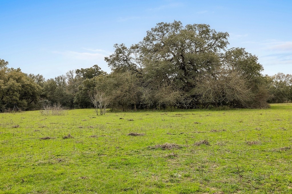 3 Tbd Kleihege Road New Ulm, TX 78950 - Photo 5 of 9 a view of a field with an trees