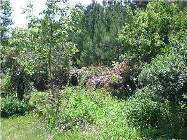 170 Kiddie Road Lena, MS 39094 - Photo 4 of 10 Photo 4