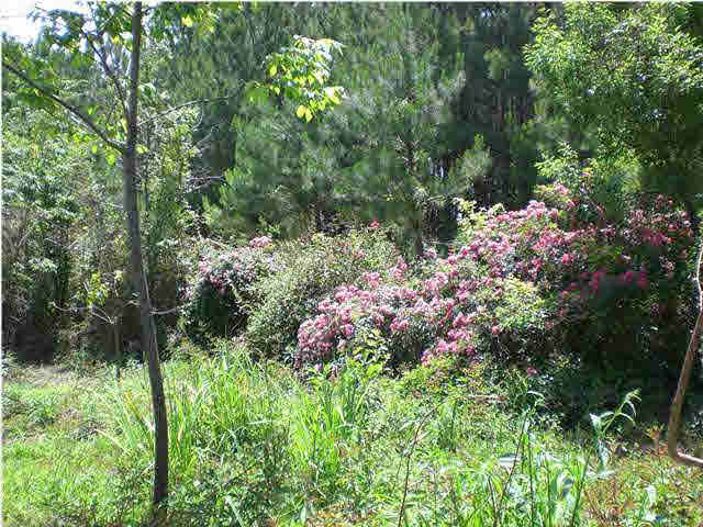 170 Kiddie Road Lena, MS 39094 - Photo 7 of 10 Photo 7