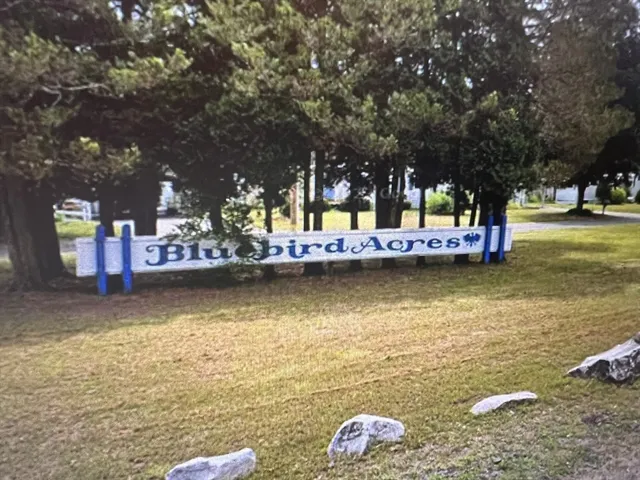 a view of an ocean with trees
