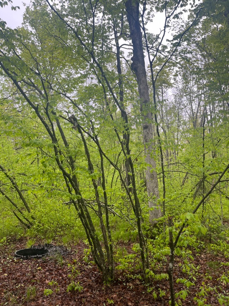 Lot 2 Delap Lane Couderay, WI 54828 - Photo 6 of 14