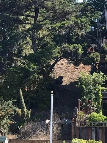 a view of a tree in front of a yard