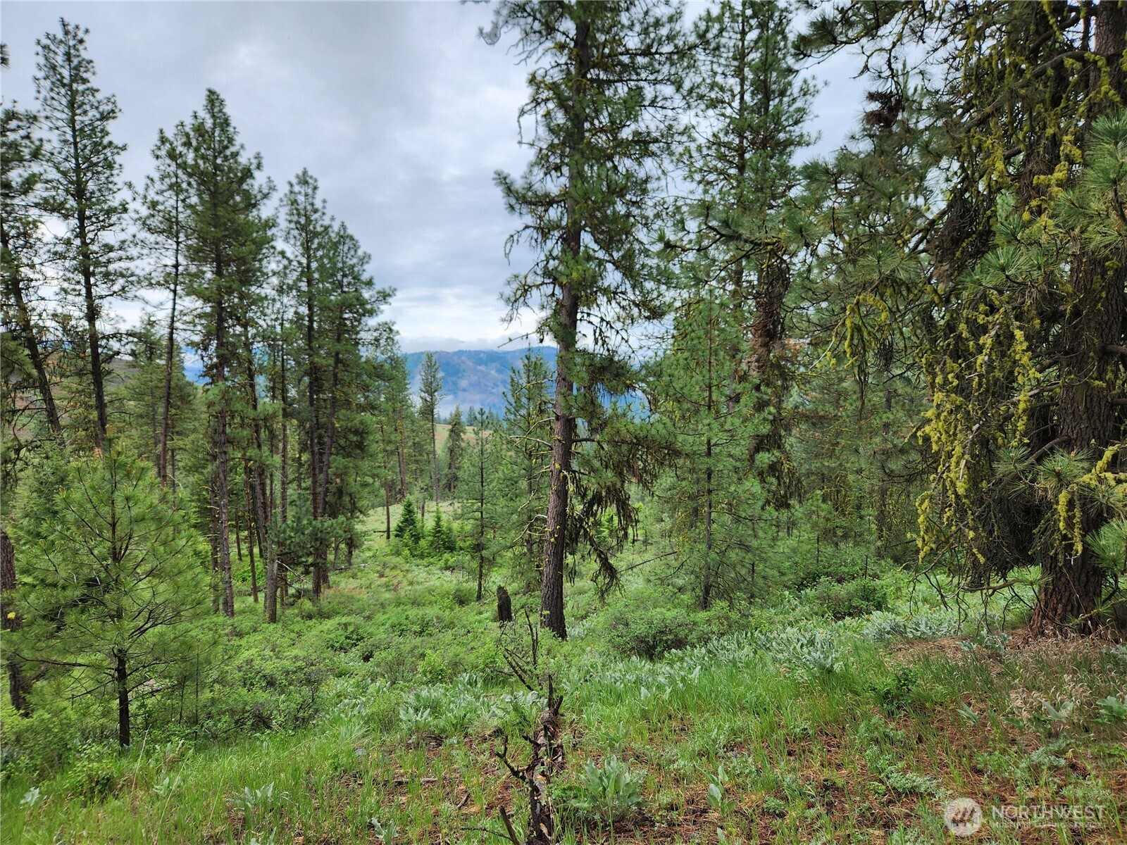 74-75 Gold Mt Road Republic, WA 99166 - Photo 3 of 25 a view of a lush green forest