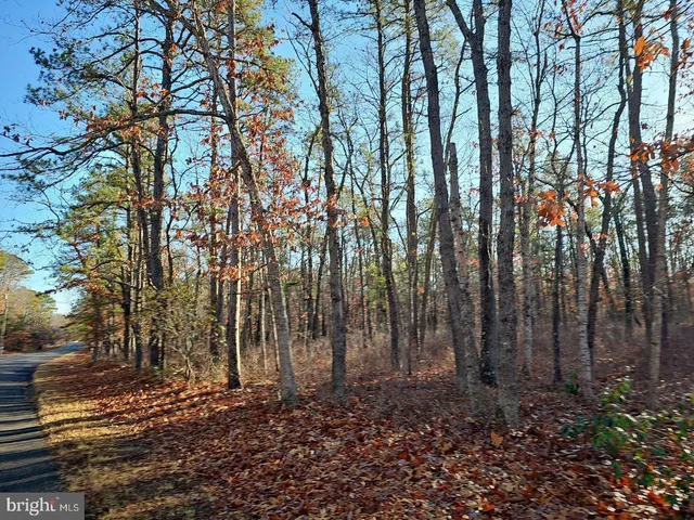 a view of a yard with plants and trees