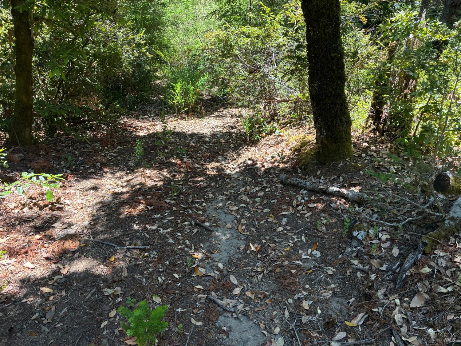 30 Sunrise Mountain Road Cazadero, CA 95421 - Photo 2 of 12 a view of a tree in a yard