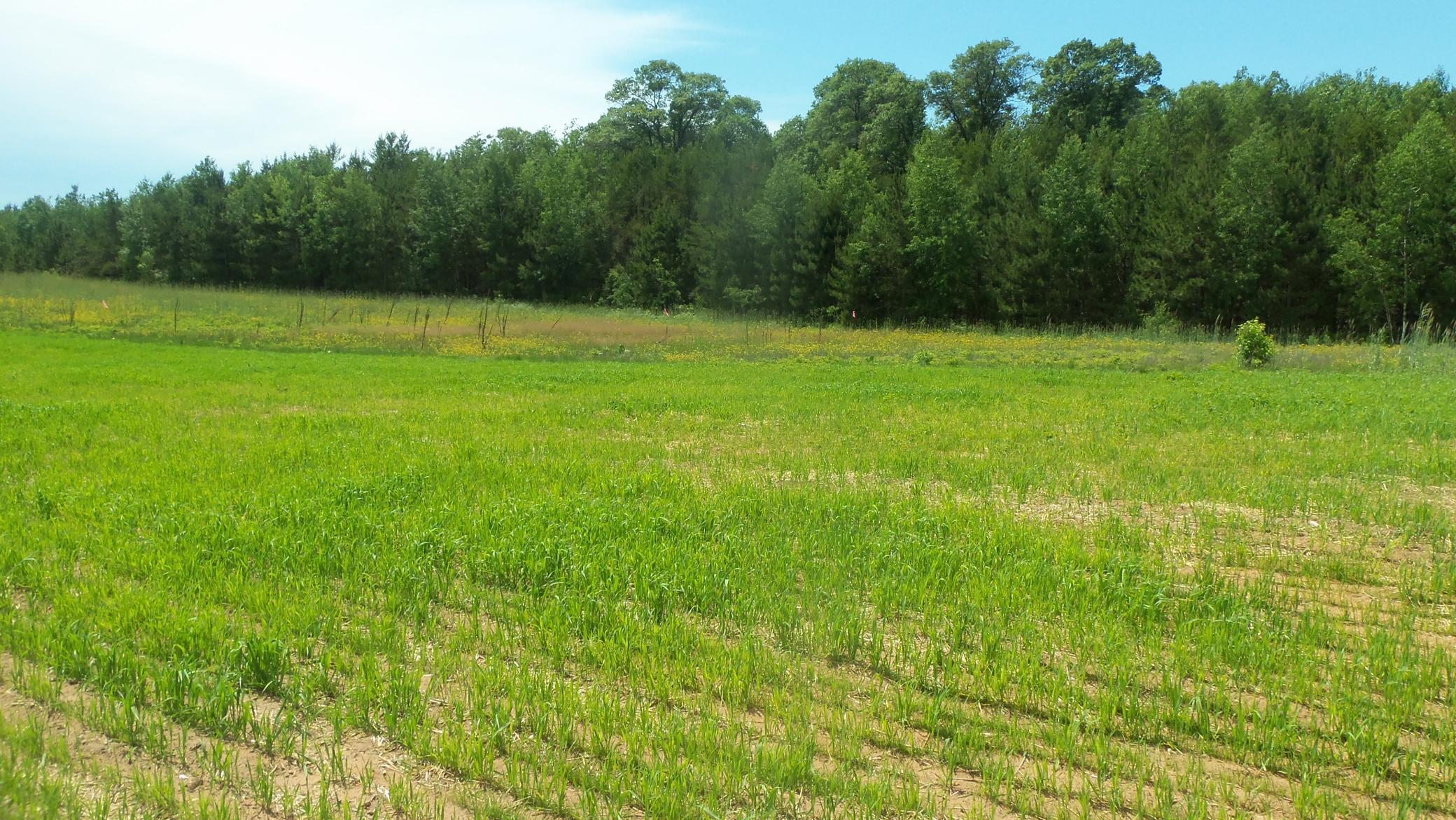 Lot 7 Maple Lane Siren, WI 54872 - Photo 3 of 5