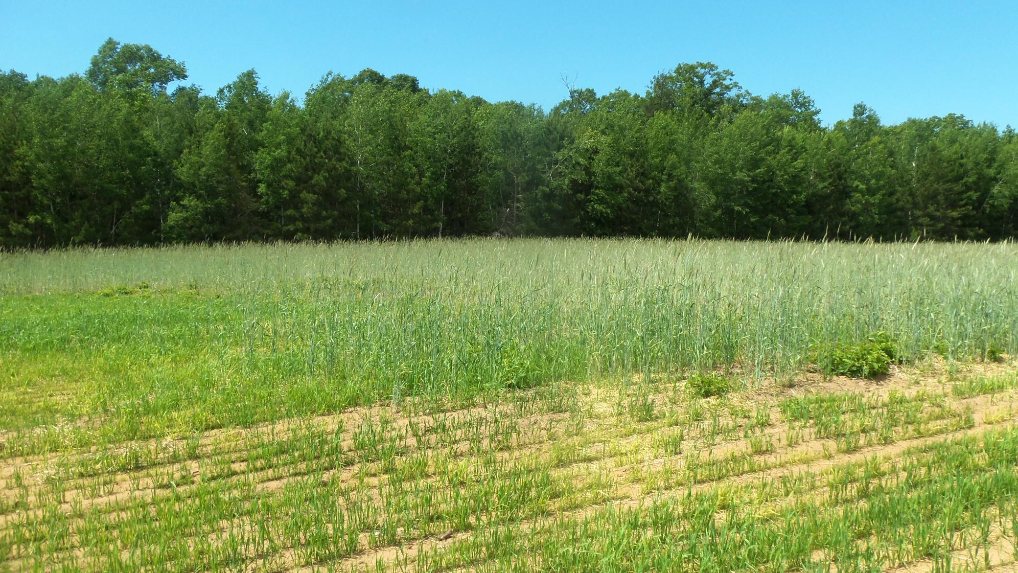 Lot 7 Maple Lane Siren, WI 54872 - Photo 4 of 5