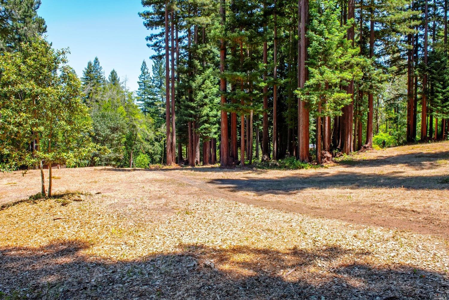 11368 Graton Road Sebastopol, CA 95472 - Photo 1 of 1 a view of a yard with large trees