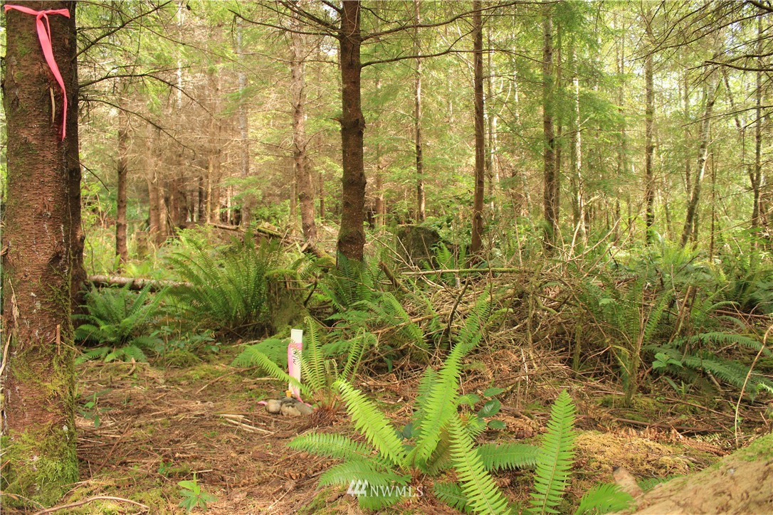 8903 La Push Road Forks, WA 98331 - Photo 19 of 24 Gallery Image 19