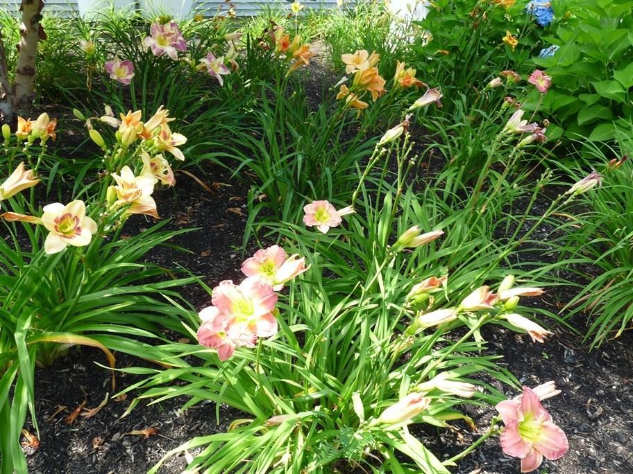 60 Tarkiln Hill Road Raymond, ME 04071 - Photo 7 of 35 This property blooms all season