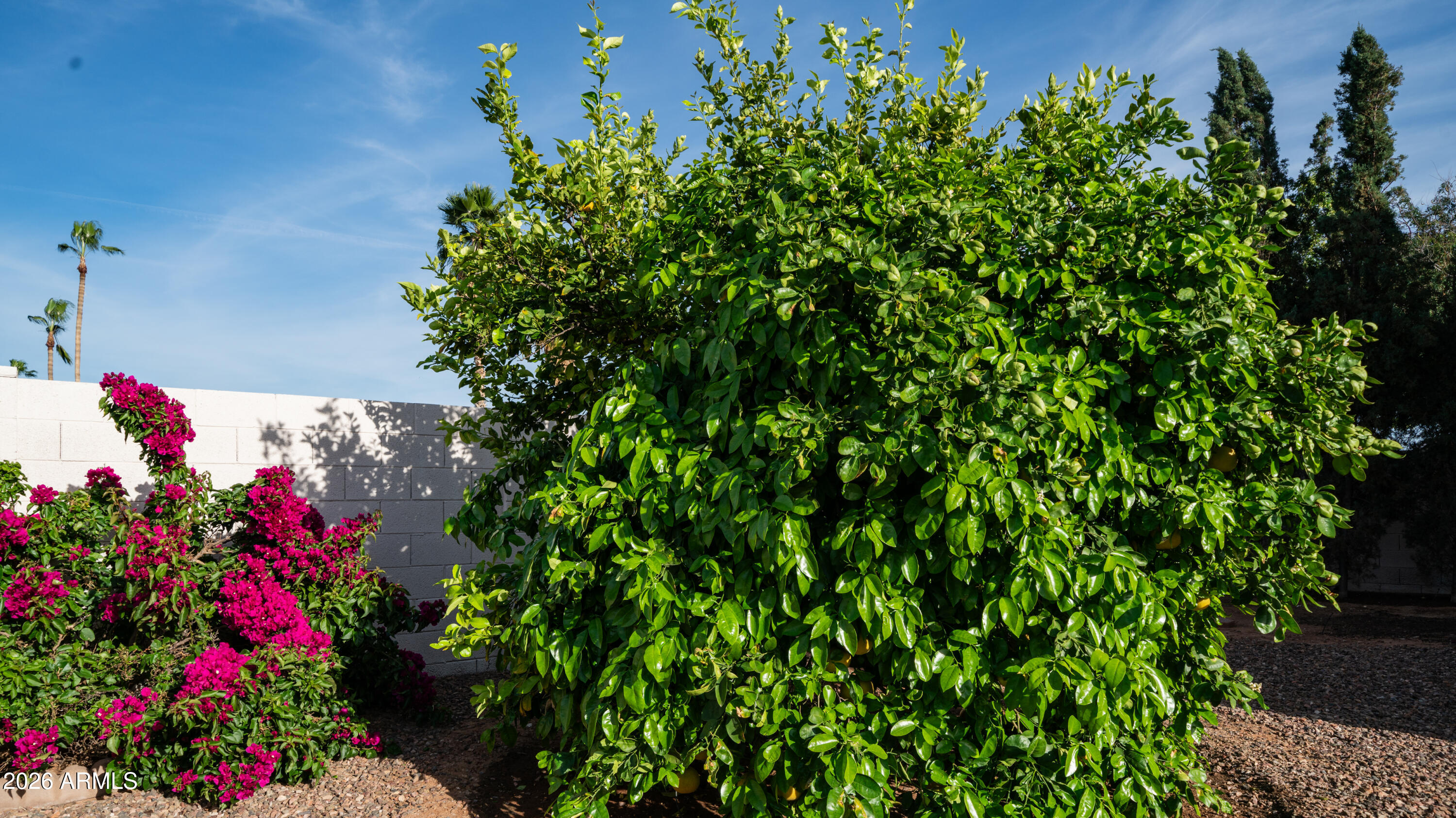 408 East Meadows Lane Gilbert, AZ 85234 - Photo 31 of 42 a view of a flower
