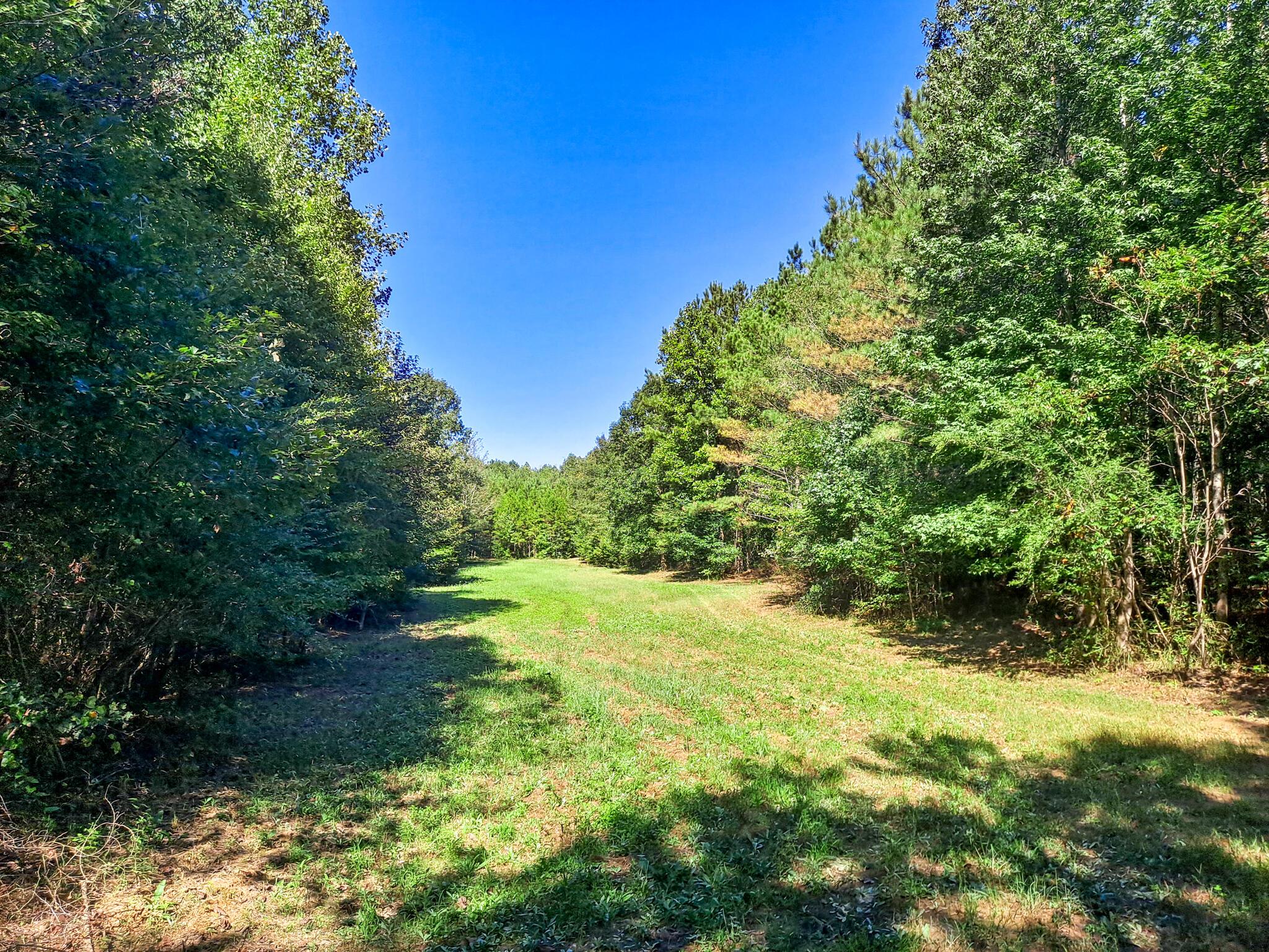 Albert Windham Road Nauvoo, AL 35578 - Photo 6 of 23 Gallery Image 6