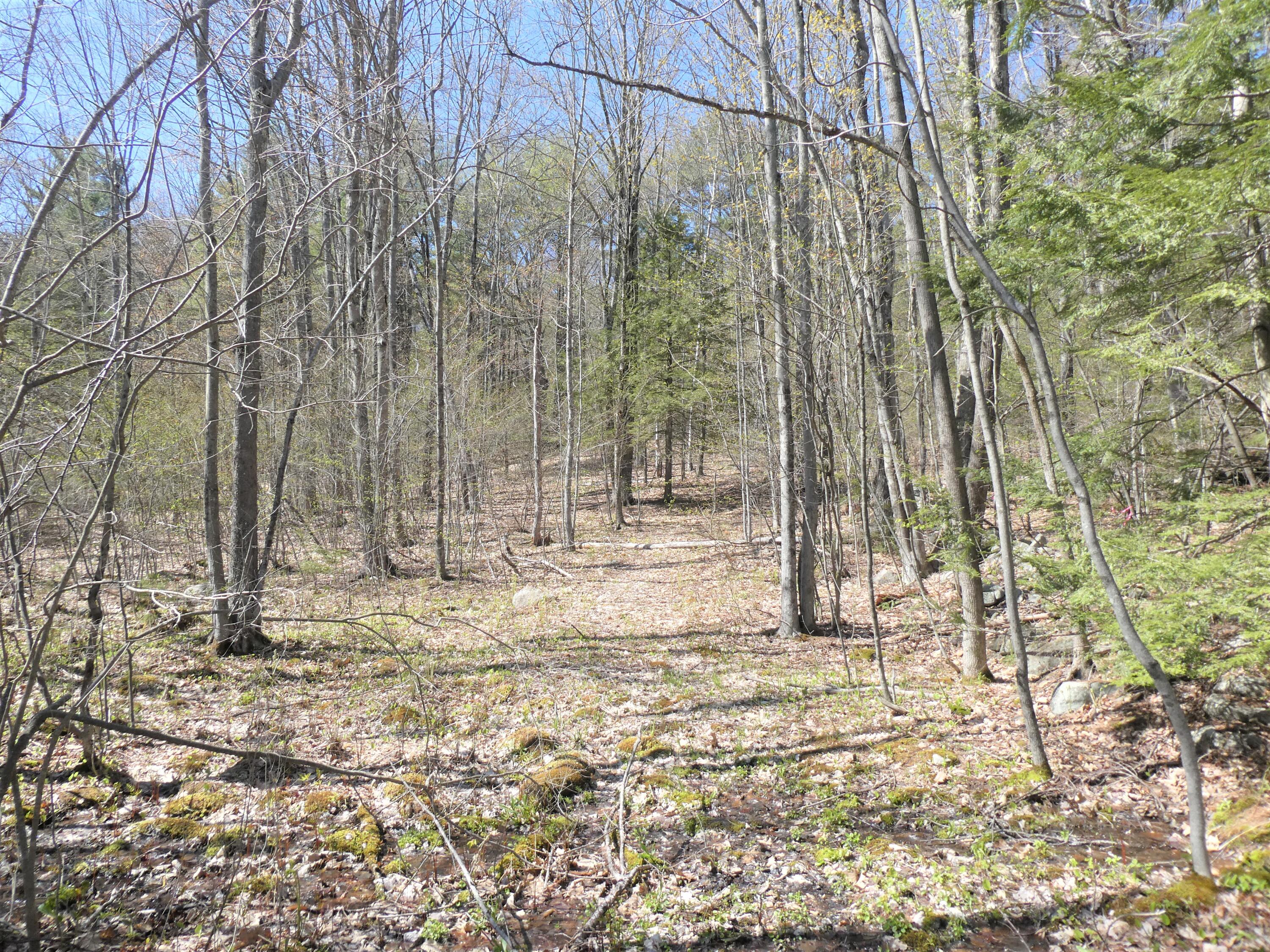 109 A Shaving Hill Road Limington, ME 04049 - Photo 2 of 3 land interior