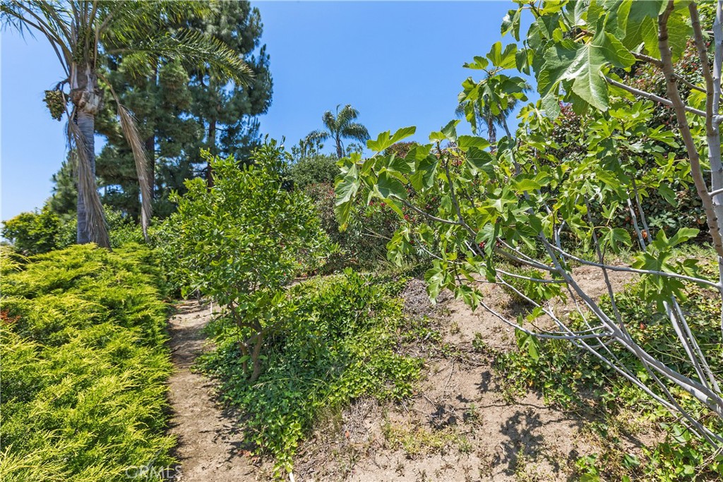 2376 North Vallejo Way Upland, CA 91784 - Photo 35 of 37 a view of a plant in a garden