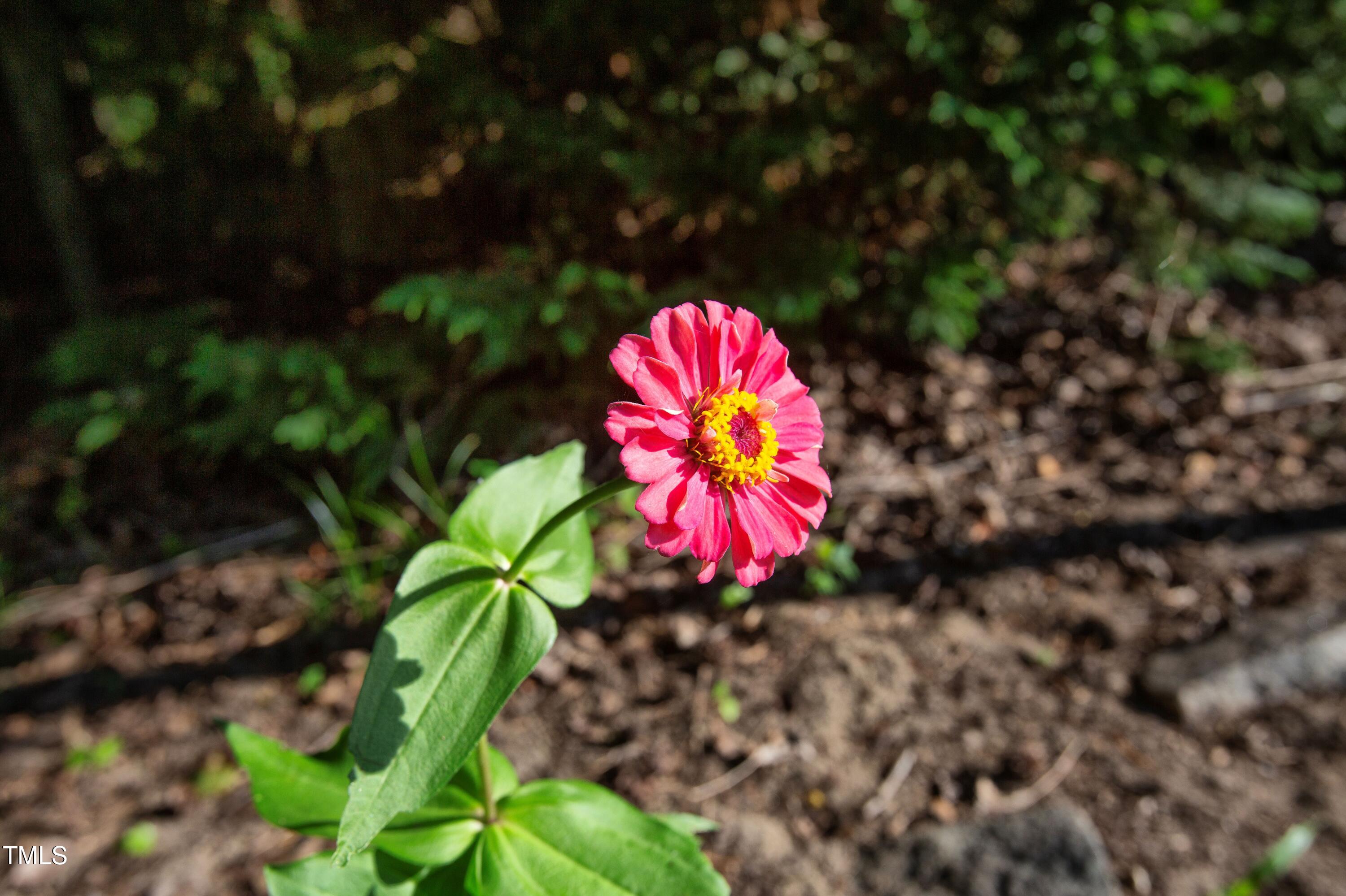 11633 Louisburg Road Wake Forest, NC 27587 - Photo 12 of 31 JTD