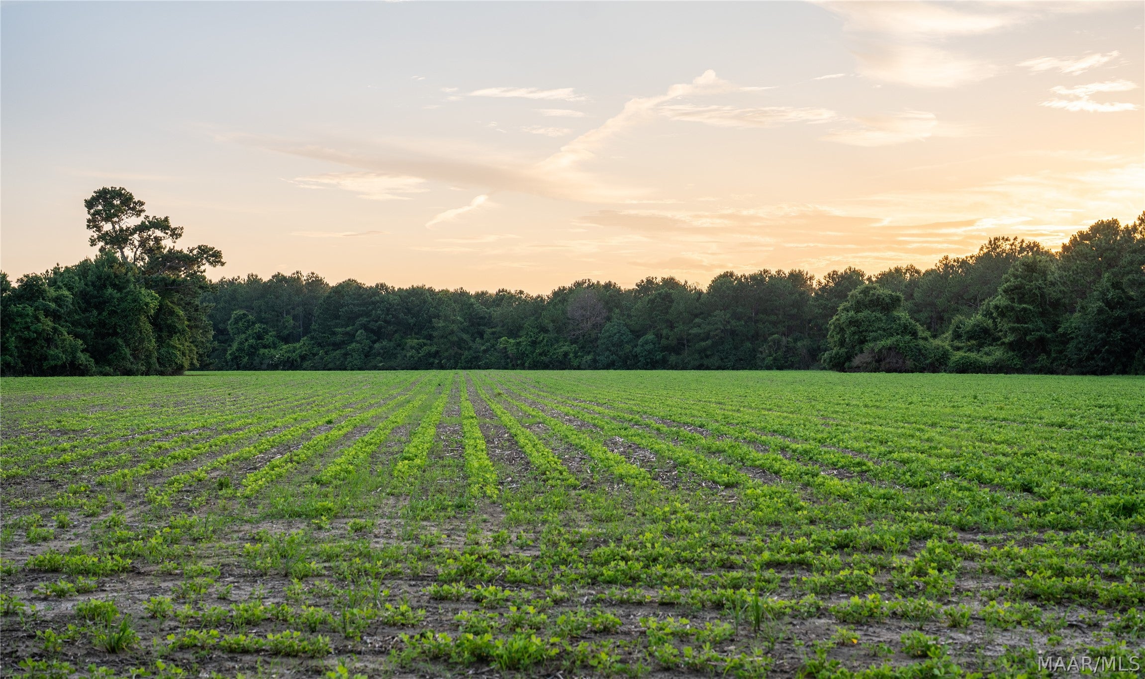 0 Pine Road South Stapleton, AL 36578 - Photo 13 of 53 Gallery Image 13