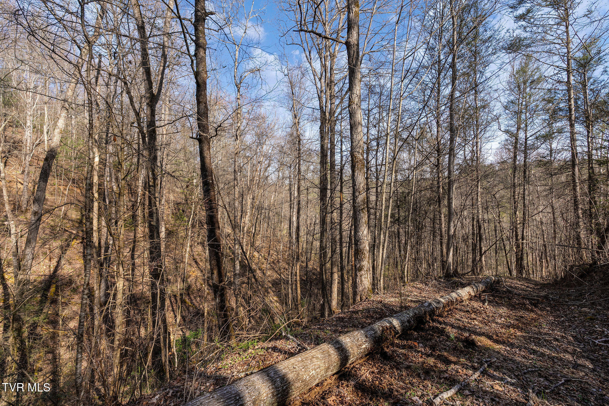 Tbd Raven Branch Road Del Rio, TN 37727 - Photo 26 of 29 DSC08852