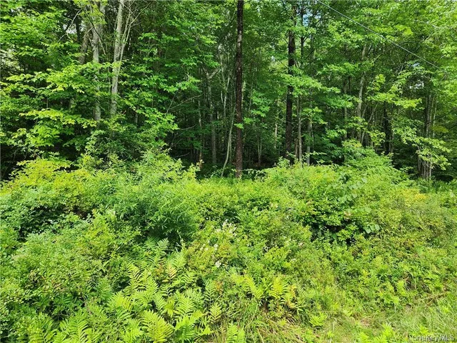 a view of a lush green forest