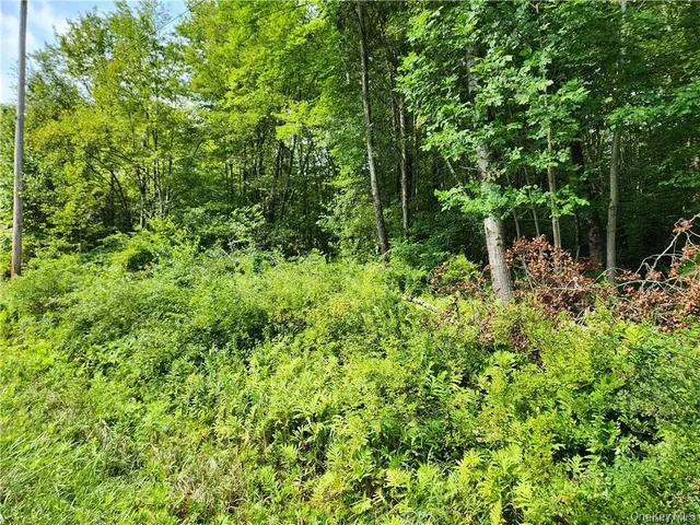 a view of a garden with plants