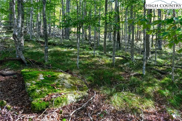 a big yard with lots of green space and trees