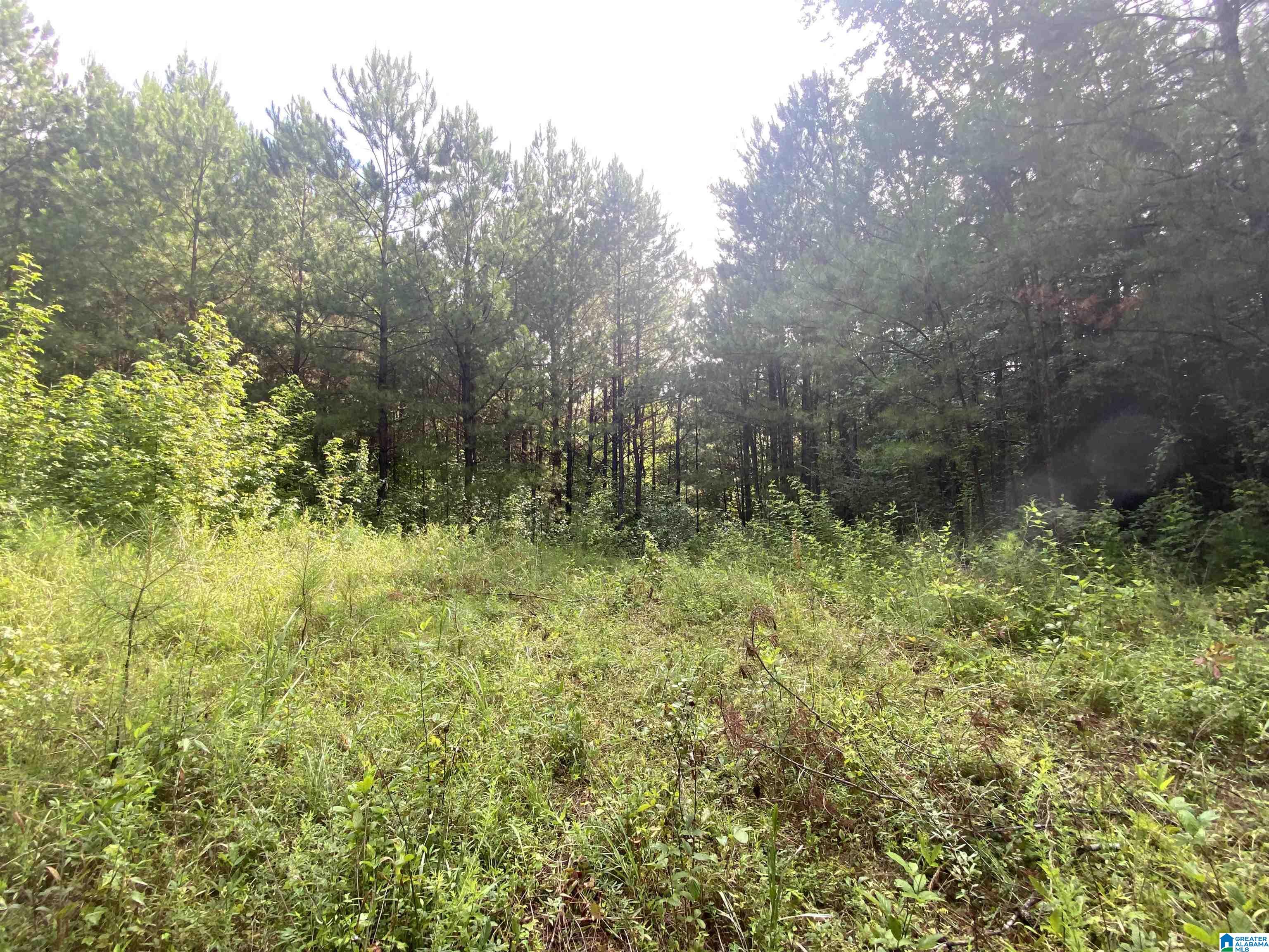 Bull Hollow Road, Unit 60 Odenville, AL 35120 - Photo 23 of 25