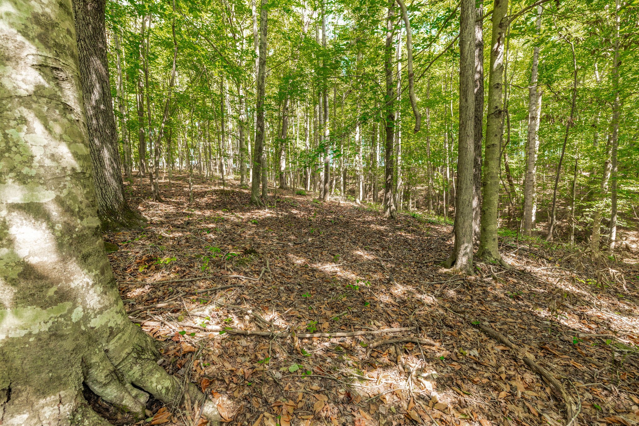 0 Spring Hollow Road Lafayette, TN 37083 - Photo 18 of 42 Gallery Image 18