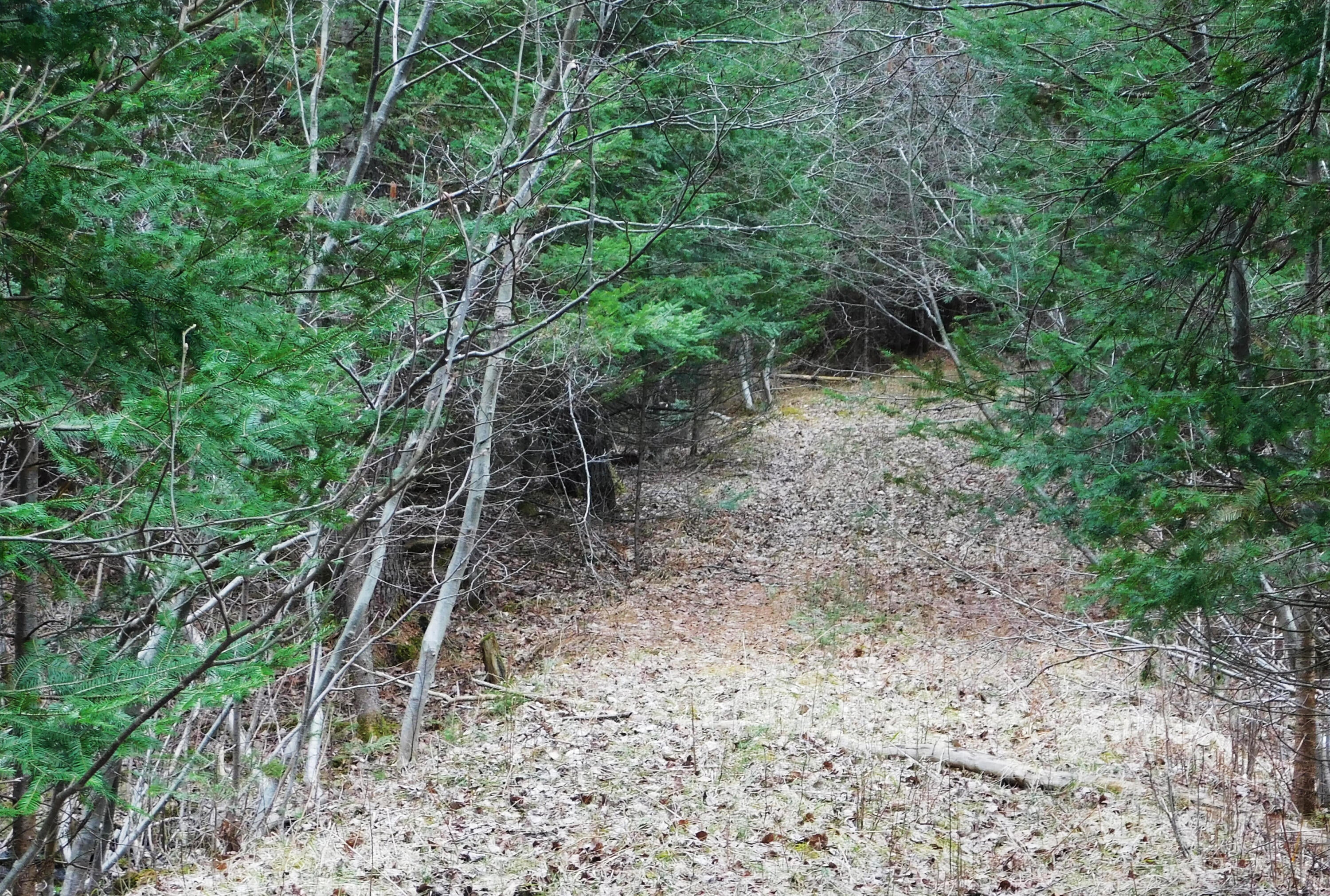 475 North Red Oak Road Lewiston, MI 49756 - Photo 10 of 13 Gallery Image 10