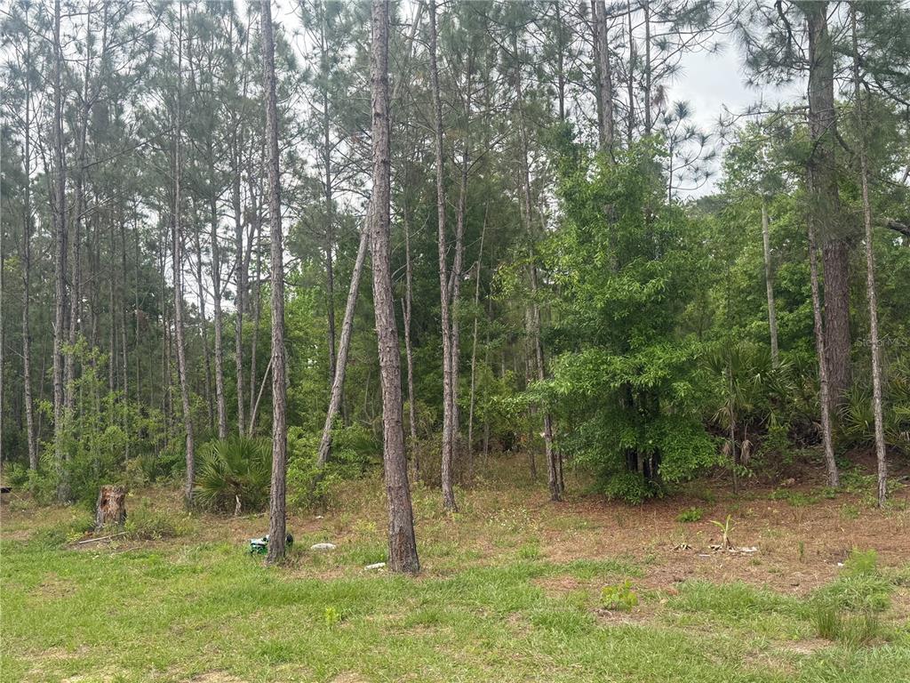 6505 Oil Well Road Clermont, FL 34714 - Photo 27 of 30 a view of outdoor space with tall trees