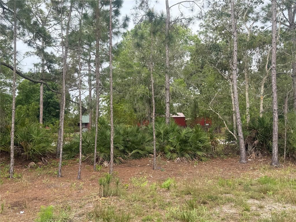 6505 Oil Well Road Clermont, FL 34714 - Photo 29 of 30 a view of a forest