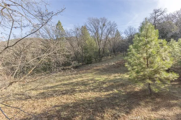 a view of a forest with trees in the background