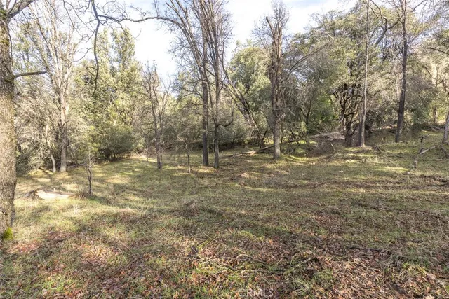 a view of a forest with trees