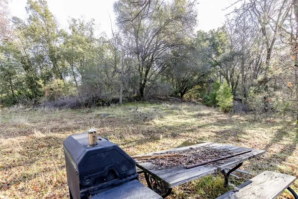 a view of a forest with a tree