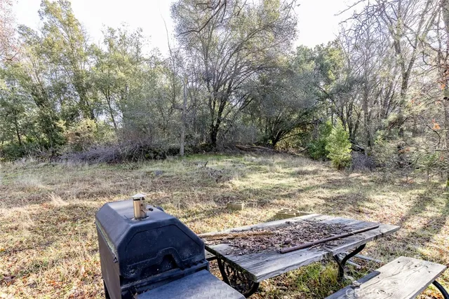 a view of a forest with a tree