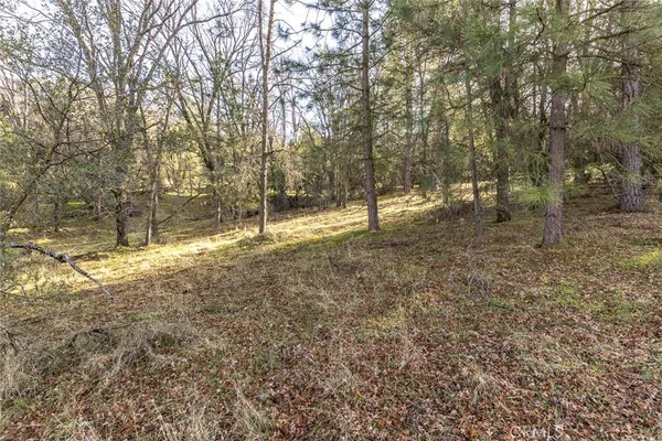 a view of a yard with trees