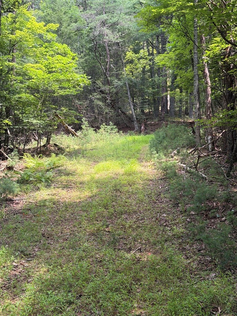Tbd Hall Hollow Road Austinville, VA 24312 - Photo 14 of 59 Gallery Image 14
