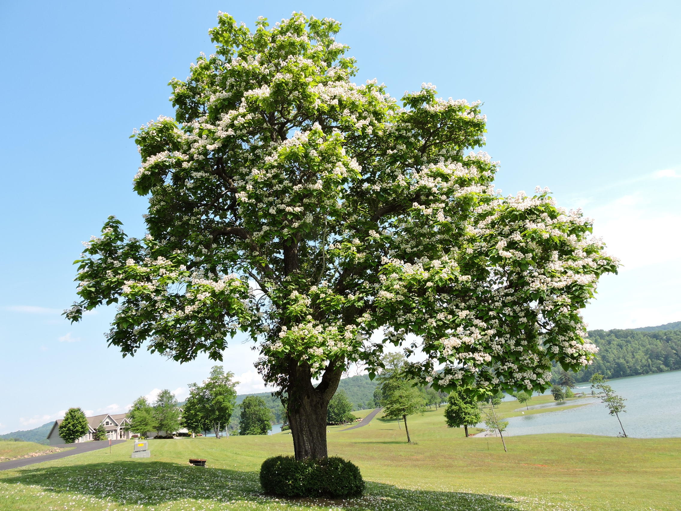 Crown Pointe Road La Follette, TN 37766 - Photo 1 of 11 Natural Beauty
