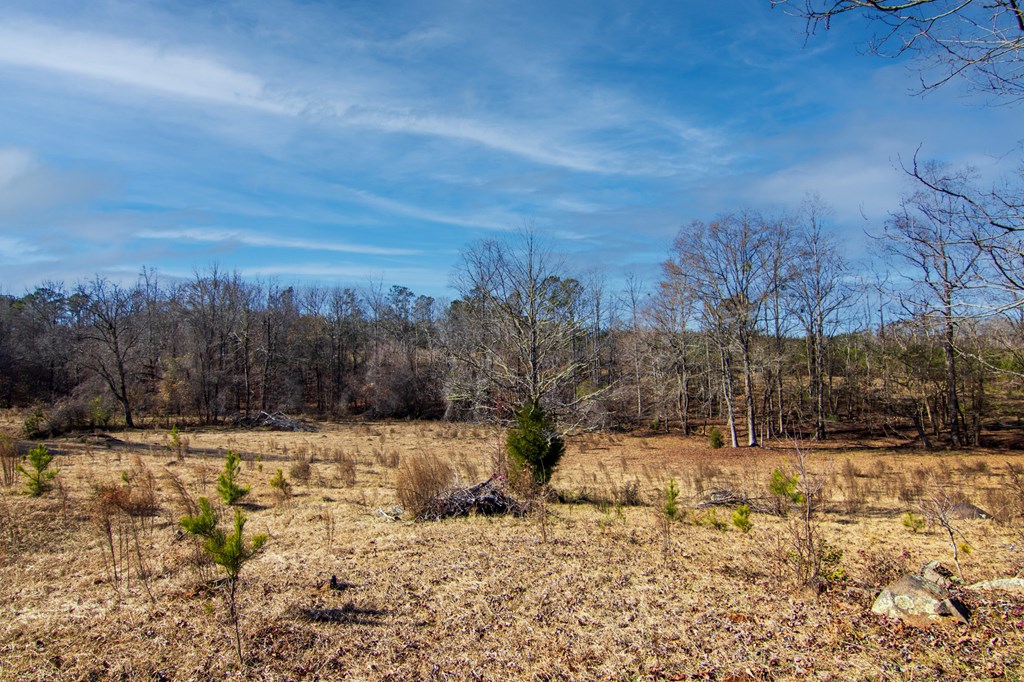 4-0 Chestnut Grove Road Shiloh, GA 31826 - Photo 2 of 35