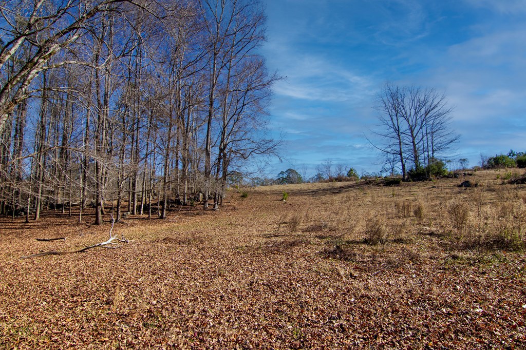 4-0 Chestnut Grove Road Shiloh, GA 31826 - Photo 4 of 35