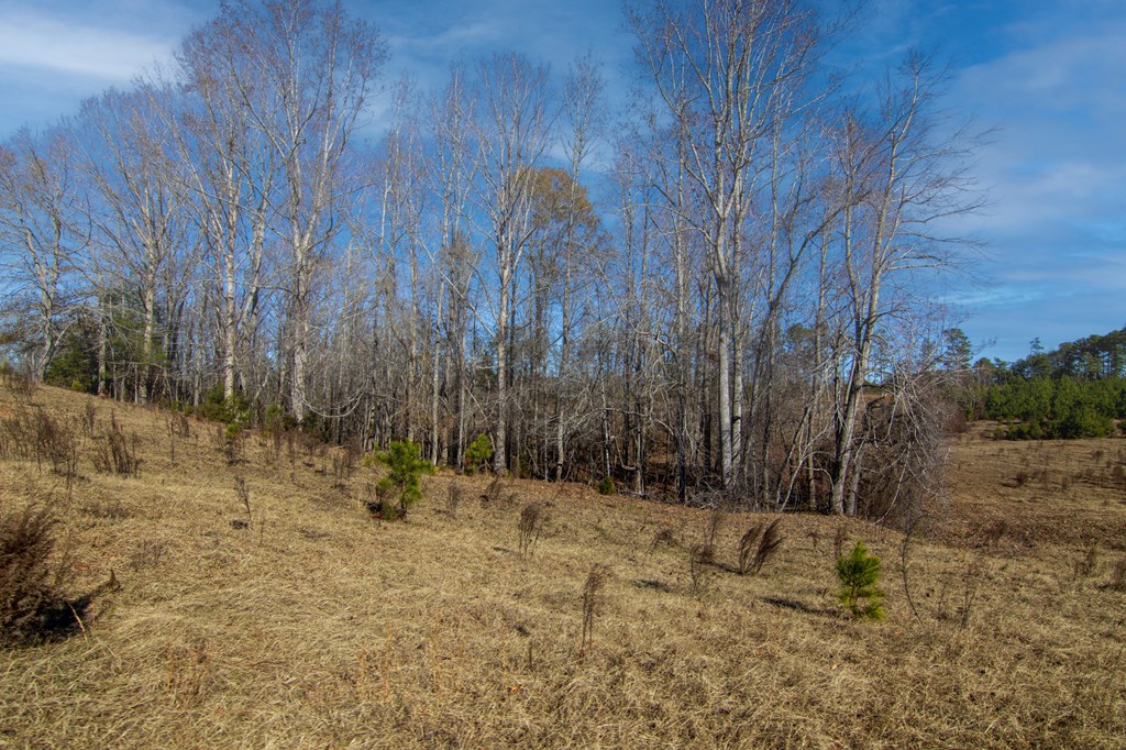 4-0 Chestnut Grove Road Shiloh, GA 31826 - Photo 5 of 35