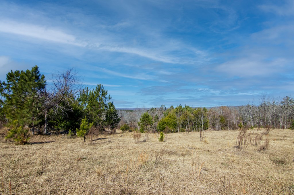 4-0 Chestnut Grove Road Shiloh, GA 31826 - Photo 10 of 35
