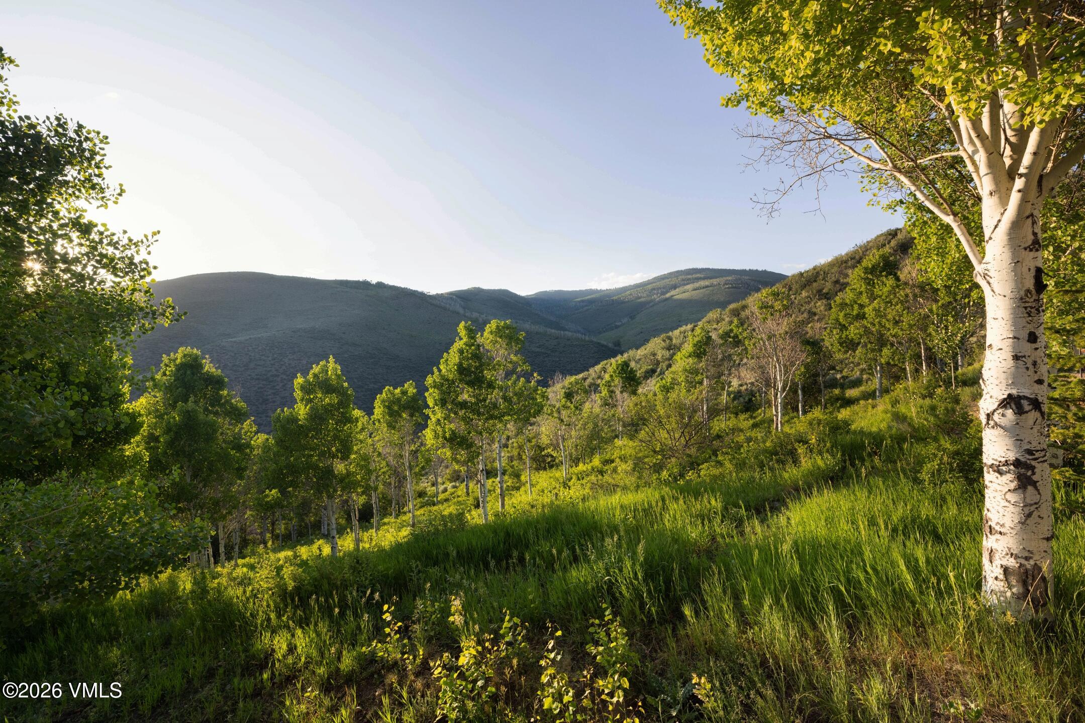 4340 June Point Avon, CO 81620 - Photo 35 of 43 a view of a lush green forest with lots of bushes