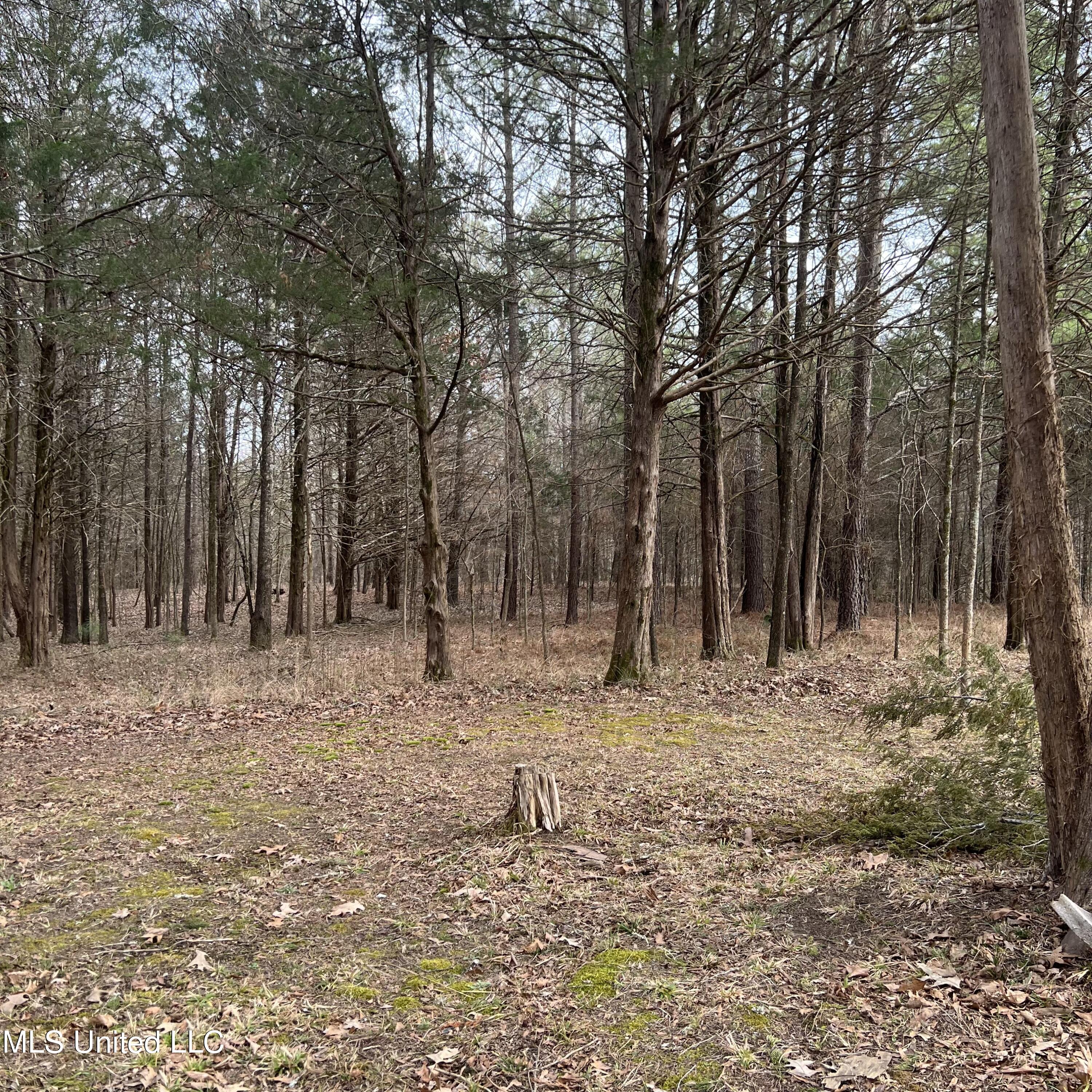 420 Strickland Road Byhalia, MS 38611 - Photo 50 of 52 IMG_9691 2