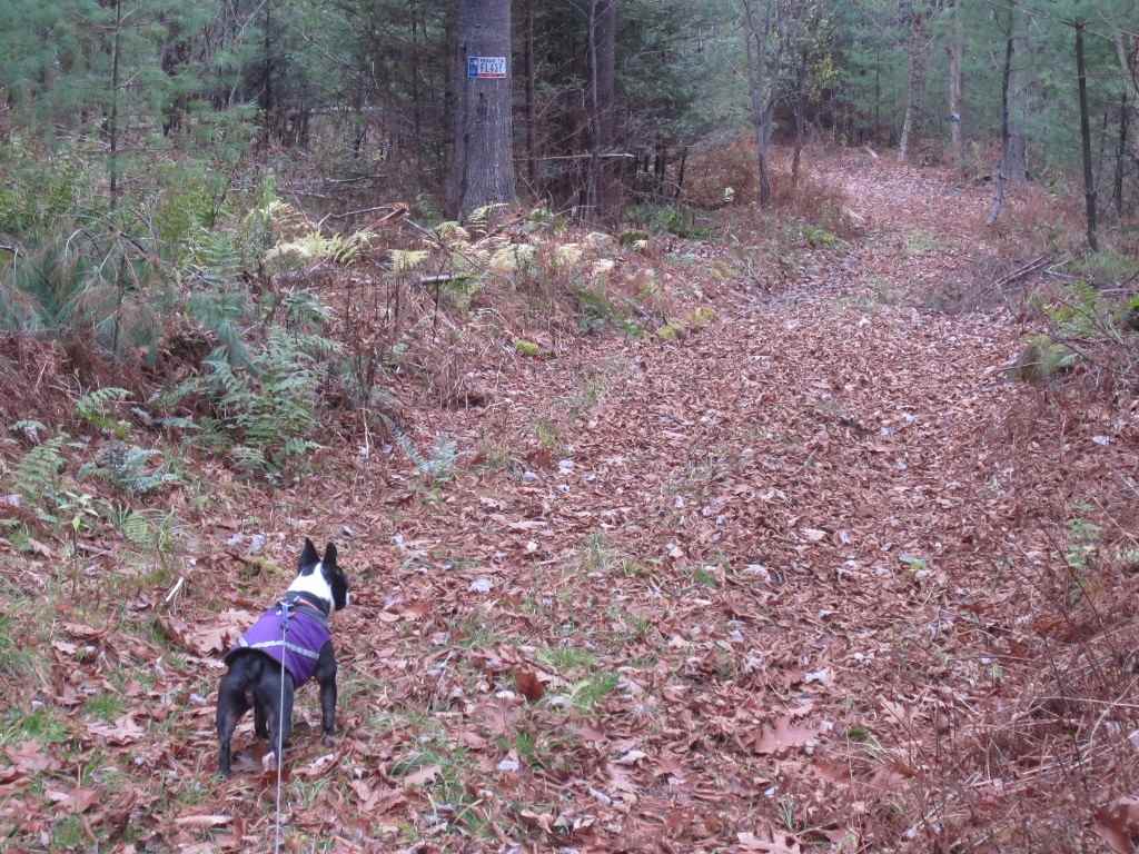 249 Jones Hill Road Enfield, NH 03748 - Photo 4 of 16