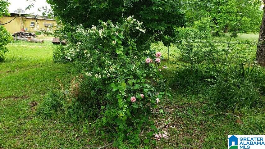 49 Pumpkin Center Cut Off Road Quinton, AL 35130 - Photo 15 of 16