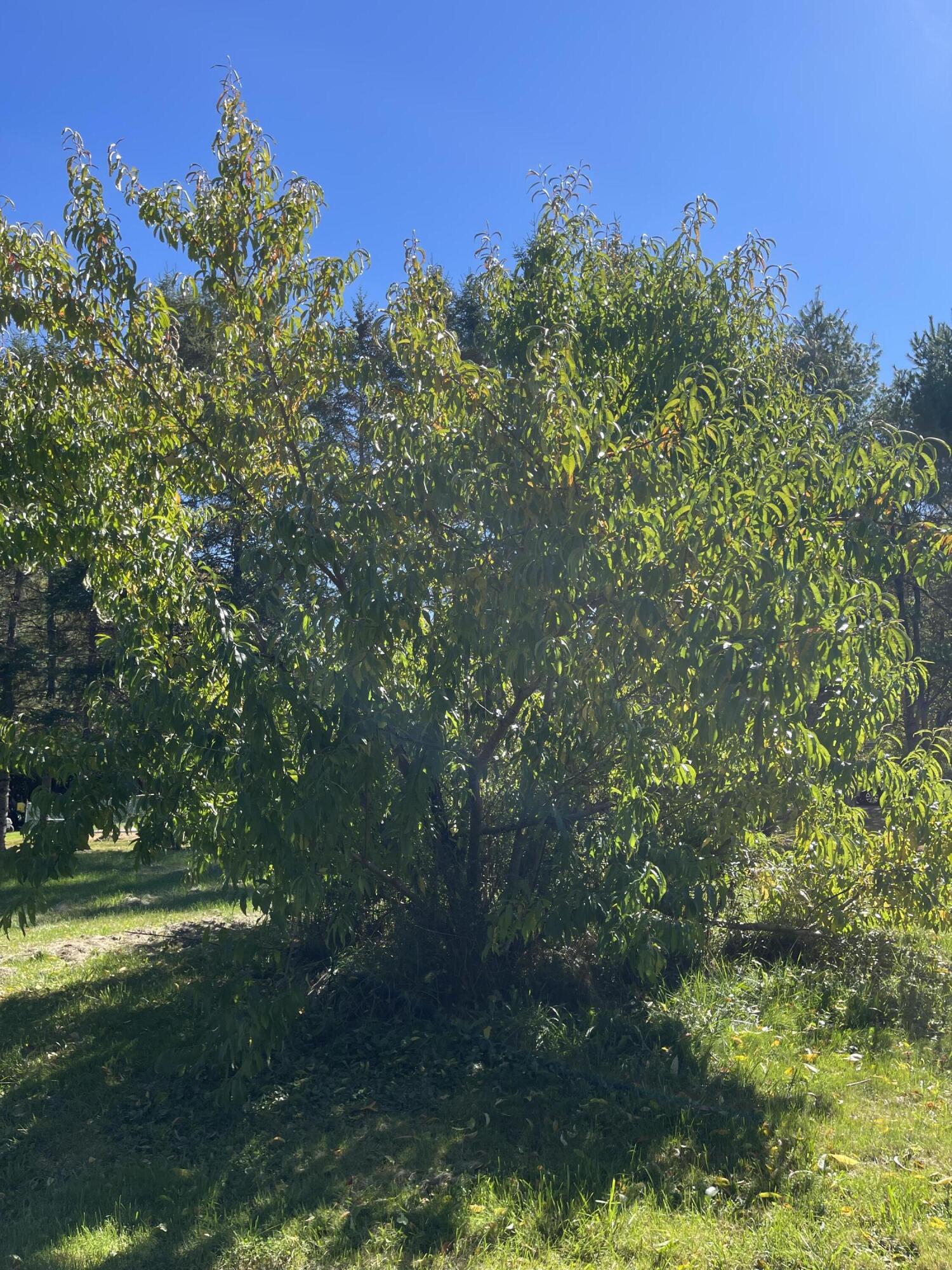 879 Hudson Road Glenburn, ME 04401 - Photo 47 of 74 IMG_9865