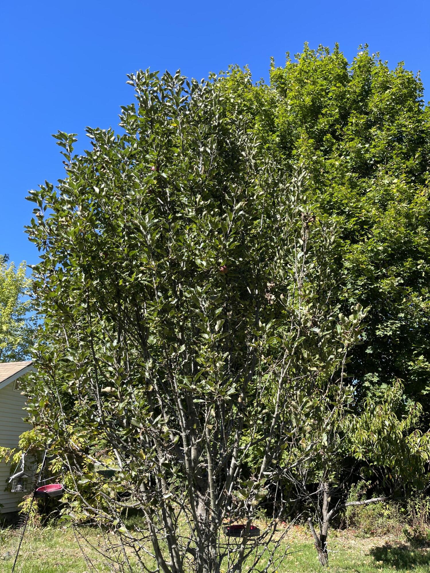 879 Hudson Road Glenburn, ME 04401 - Photo 49 of 74 IMG_9867