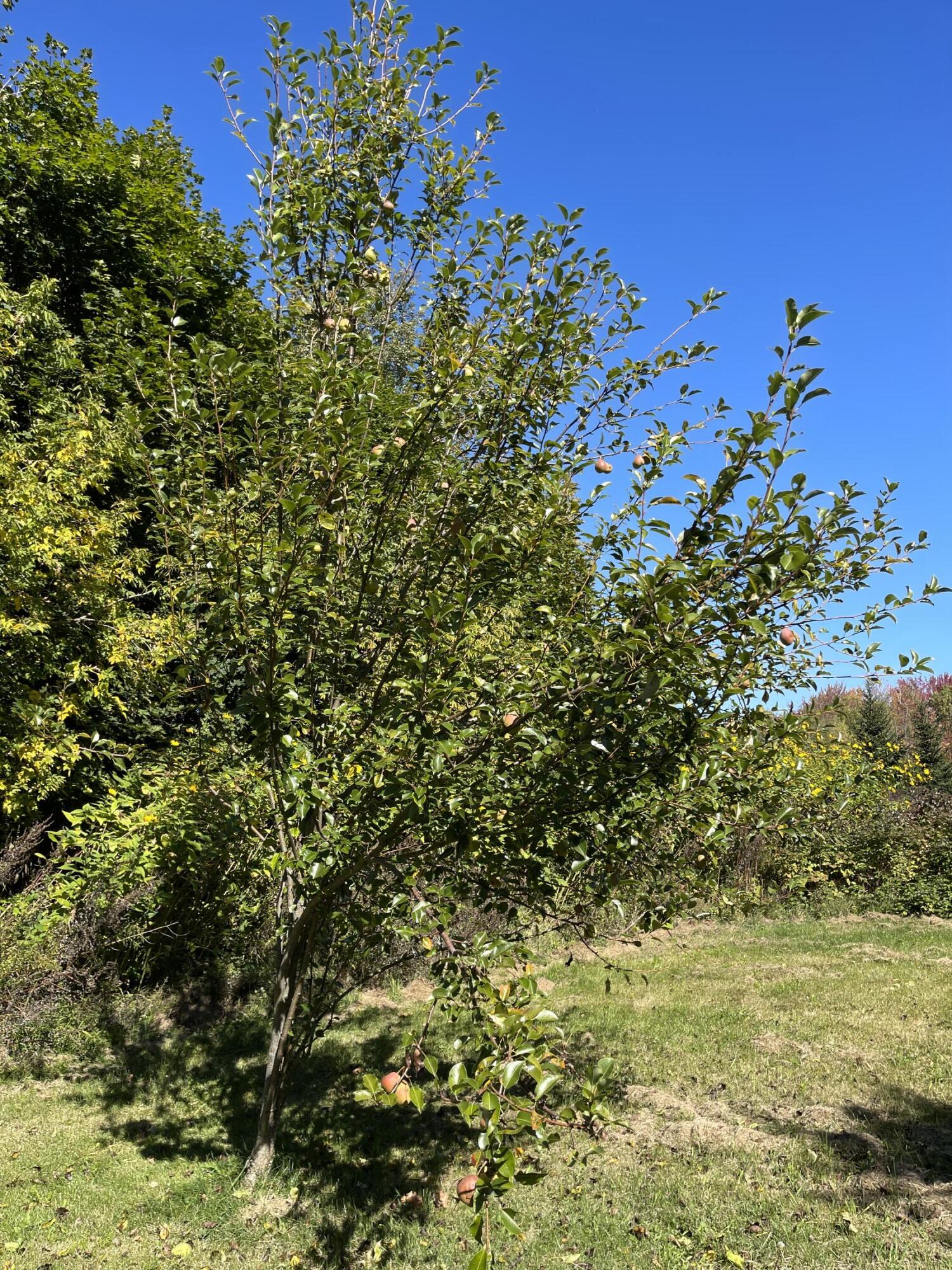 879 Hudson Road Glenburn, ME 04401 - Photo 50 of 74 IMG_9864