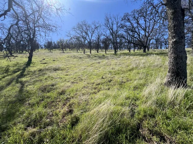 a view of a yard with large trees