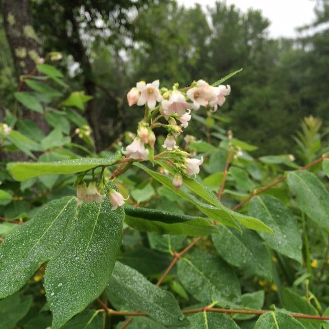571 Muskrat Farm Road Prospect, ME 04981 - Photo 31 of 39 IMG_5003 Dogbane