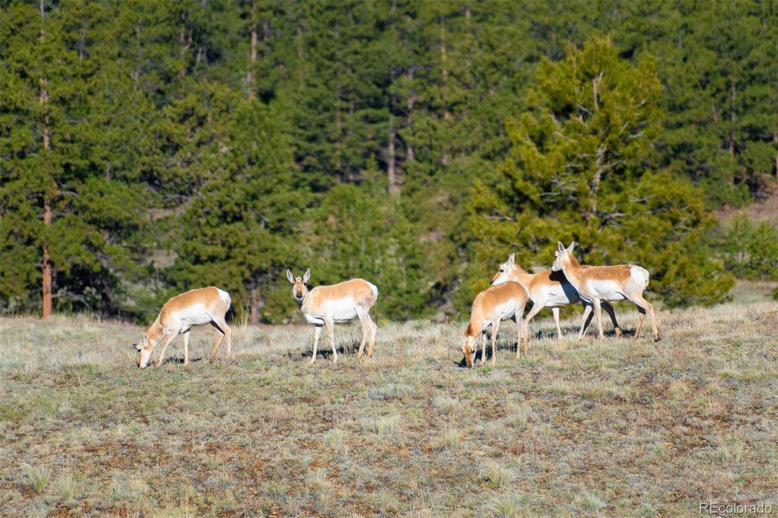 0 Big Buck Road Guffey, CO 80820 - Photo 36 of 50